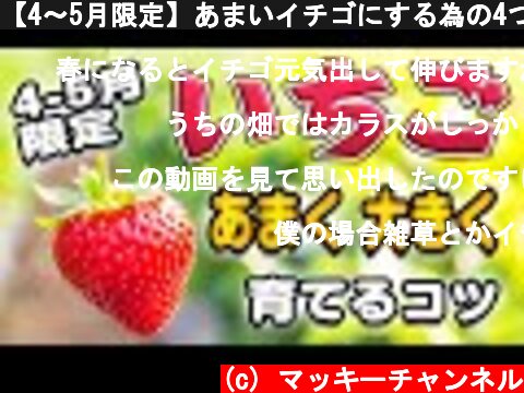 【4〜5月限定】あまいイチゴにする為の4つのコツ！【家庭菜園】【露地栽培】【育て方】  (c) マッキーチャンネル